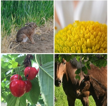 Sommer Fülle Natur mit Beatrice