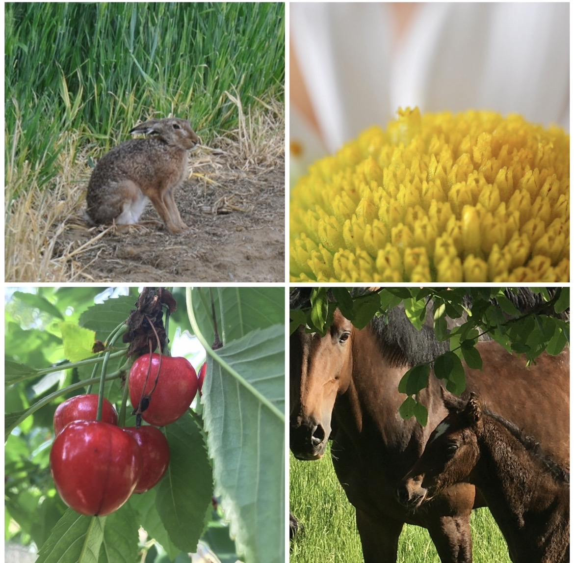 Sommer Fülle Natur mit Beatrice