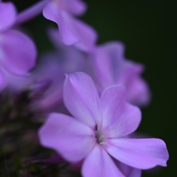 Beatrice Kahnt Phlox ohne Zweck