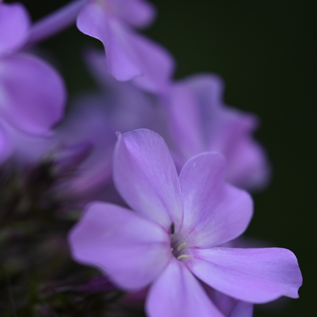 Beatrice Kahnt Phlox ohne Zweck