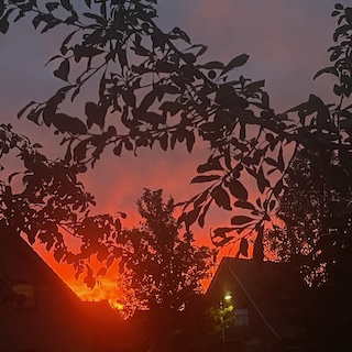 Feuerroter Abendhimmel hinter den Blättern eines Pflaumenbaumes und über den dunklen Dächern der Stadt